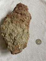 Fossilienplatte mit Muscheln - Seltenes Sammlerstueck!