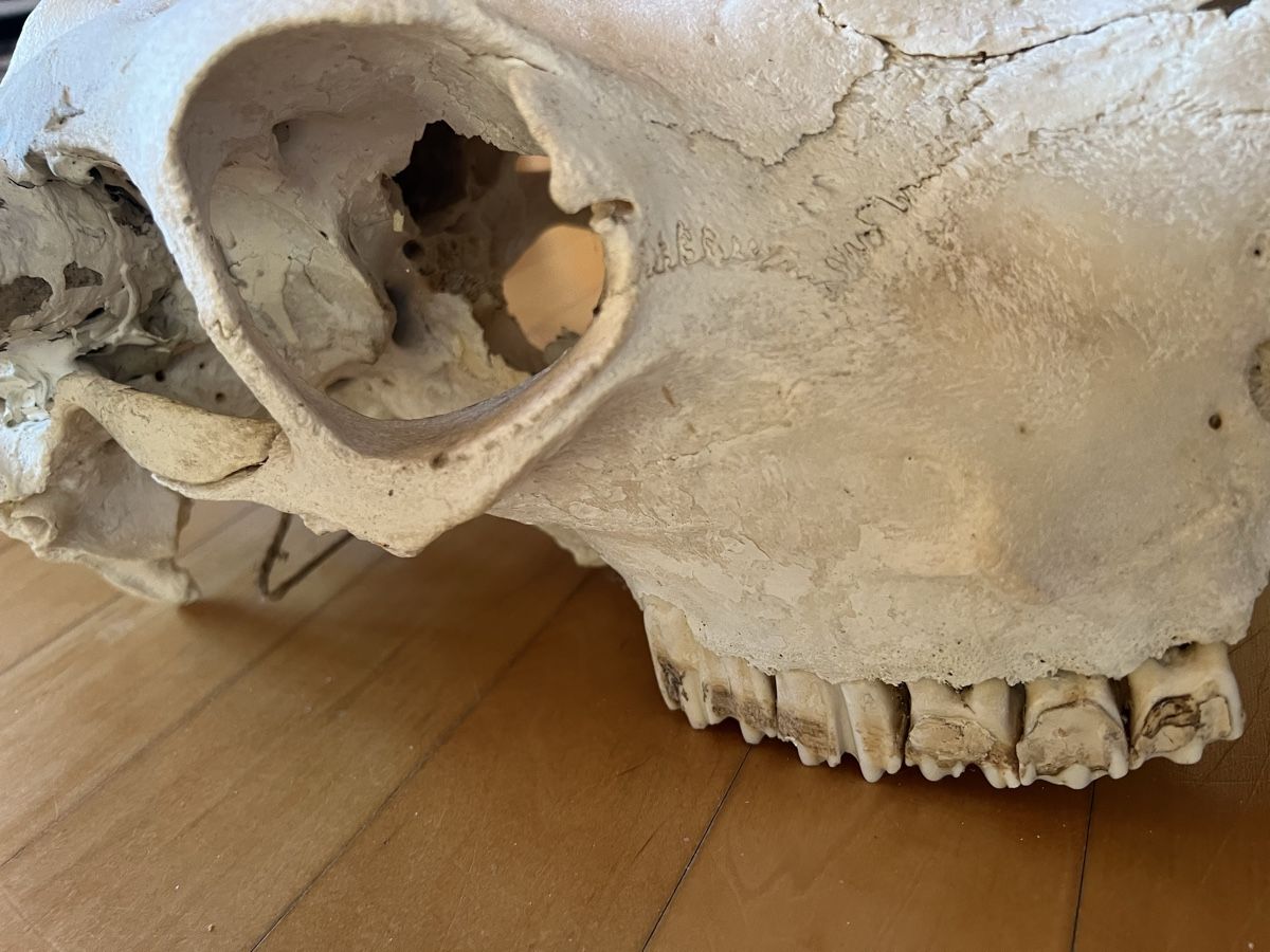Il mondo degli animali: Schädel Kuh – Difettoso da Thun venduto da Lara1976 3