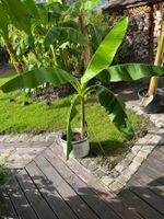 Bananenpflanze  ca 155cm hoch