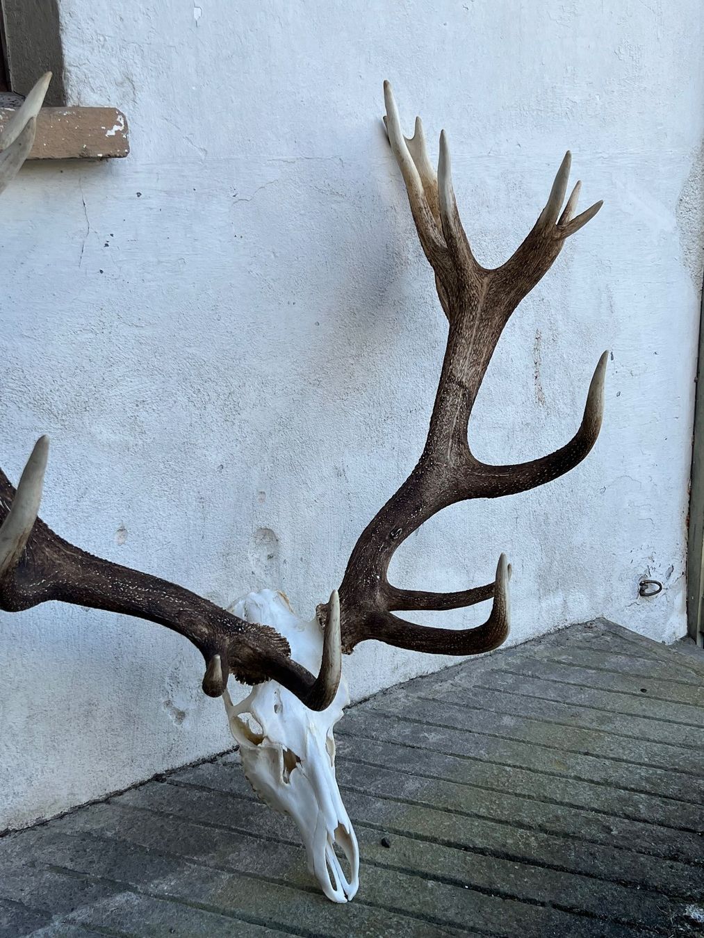 Altre raccolte & rarità: Hirsch Geweih 11,7 Kg riesig! – Usato da Vaduz venduto da Vella007 1