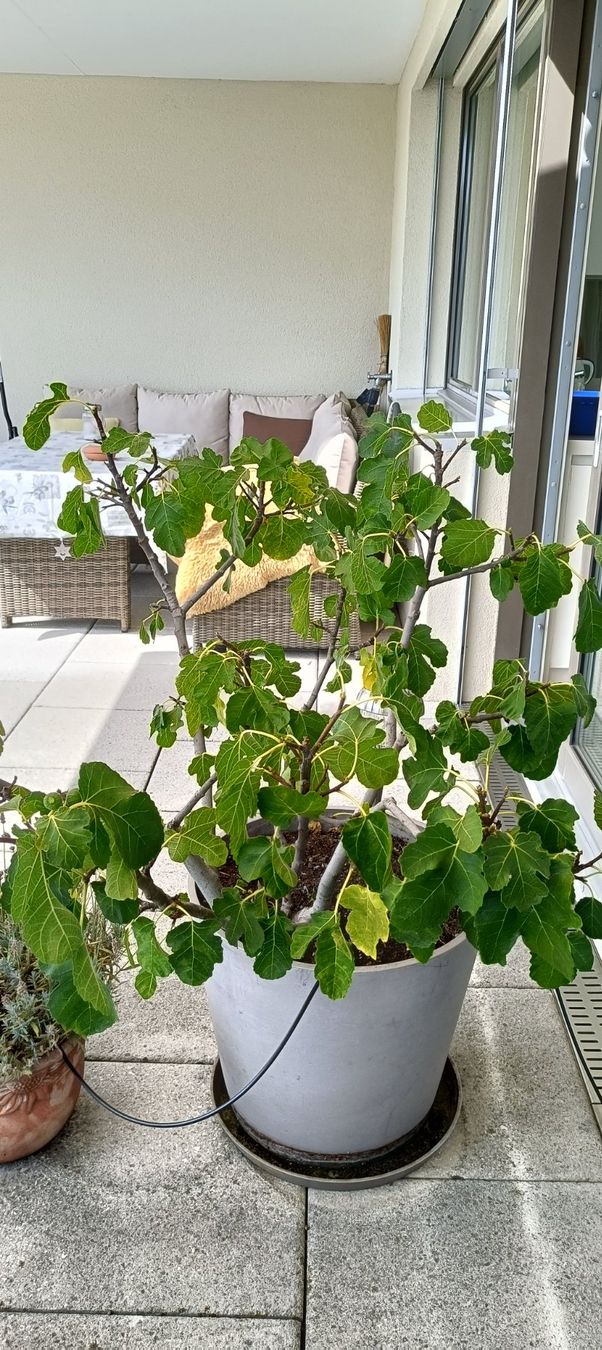 Piante & sementi: Feigenbaum – Usato da Winterthur venduto da ninoemi01 1