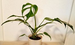 Monstera Burle Marx Flame