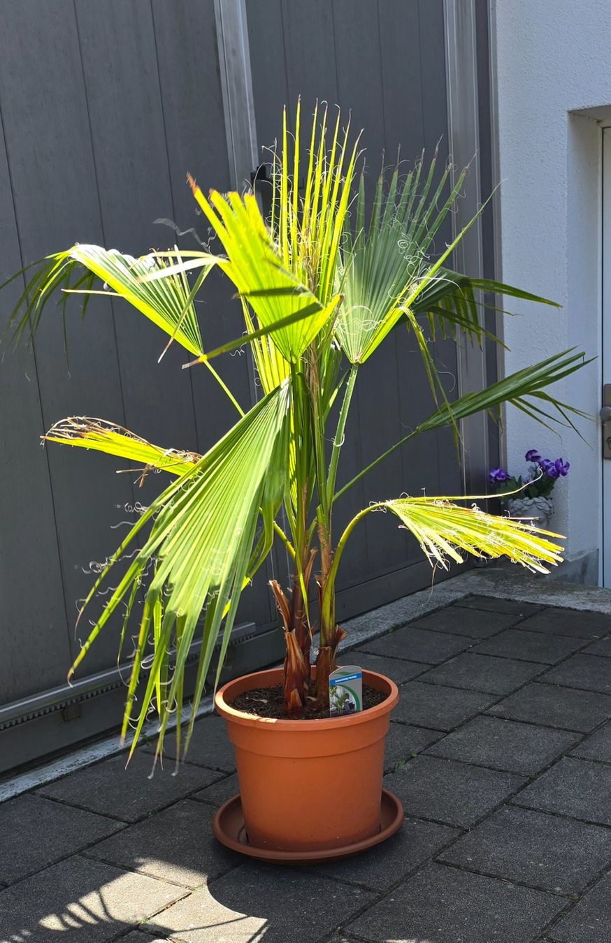 Piante & sementi: Tolle Washington Palme – Usato da Aarburg venduto da popkorn65 3
