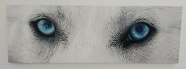 Wandbild Dekobild Leinwandbild Huskey Hunde Augen 49x148 cm