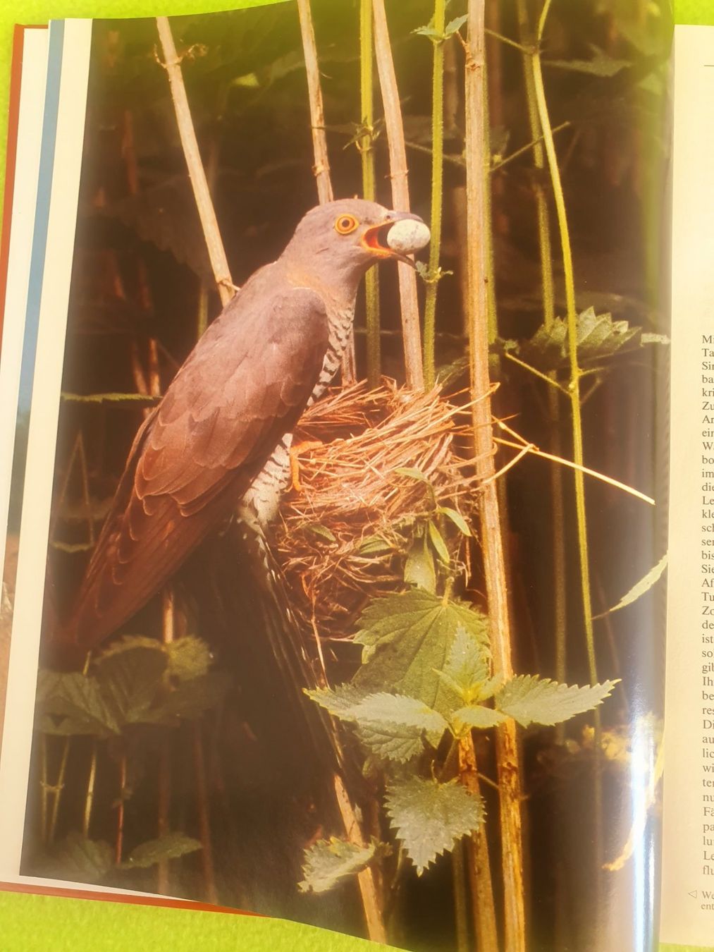 Bücher: Fotoatlas der Vögel – Gebraucht aus Steinhausen von joseph-sen 4