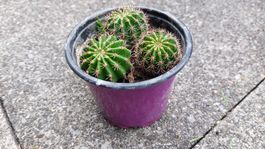 Kaktus Trio im Topf !🌵💚