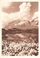 Berninapass (GR) – Alpenansicht mit Bergsee und Wollgras G