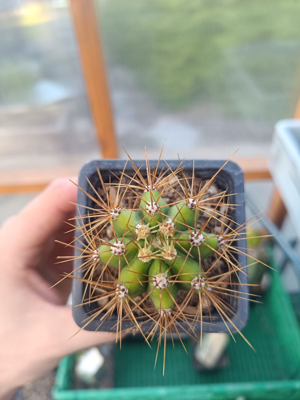 Piante & sementi: Trichocereus terschekii SAN PEDRO – Nuovo (secondo la descrizione) da Pâquier-Montbarry venduto da chr_7dmj 2