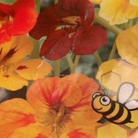 Kletter-KAPUZINERKRESSE (Tropaeolum peltophorum) / 10 Samen