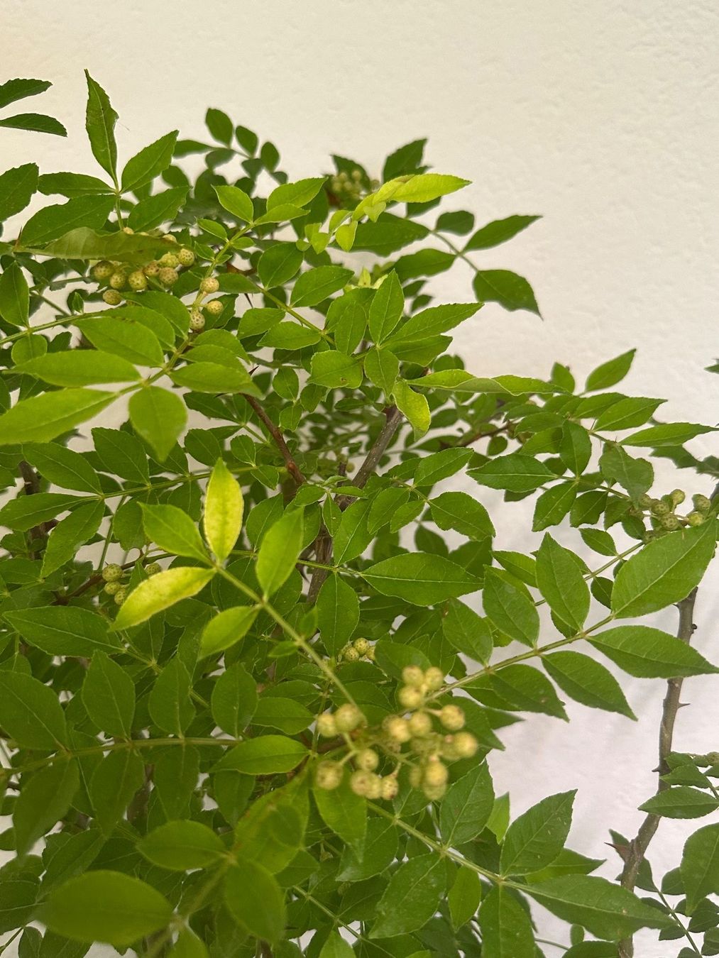 Pflanzen & Samen: Szechuan Pfeffer Americanum – Gebraucht aus Reinach BL von Kleinzoo05 3