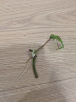 RARE Philodendron Florida Beauty Steckling mit Wurzeln