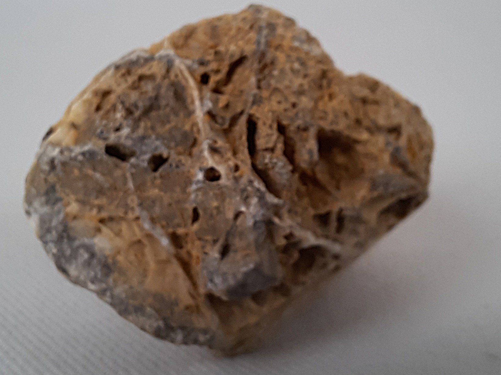 Fossili: Diverse Fossilien – Usato da Beinwil am See venduto da Restwert_Beinwil 2