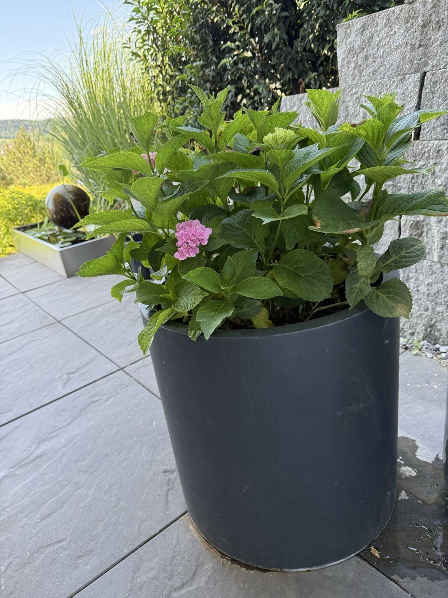Pots de fleurs: Gartentopf mit Hortensien – D'occasion à Birmensdorf ZH par Fiona88fiona 2
