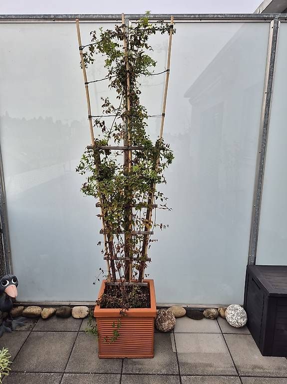 Piante & sementi: Pflanze - Wunderschöne Clematis – Usato da Allschwil venduto da mat_c7wn