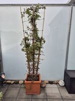 Pflanze - Wunderschöne Clematis