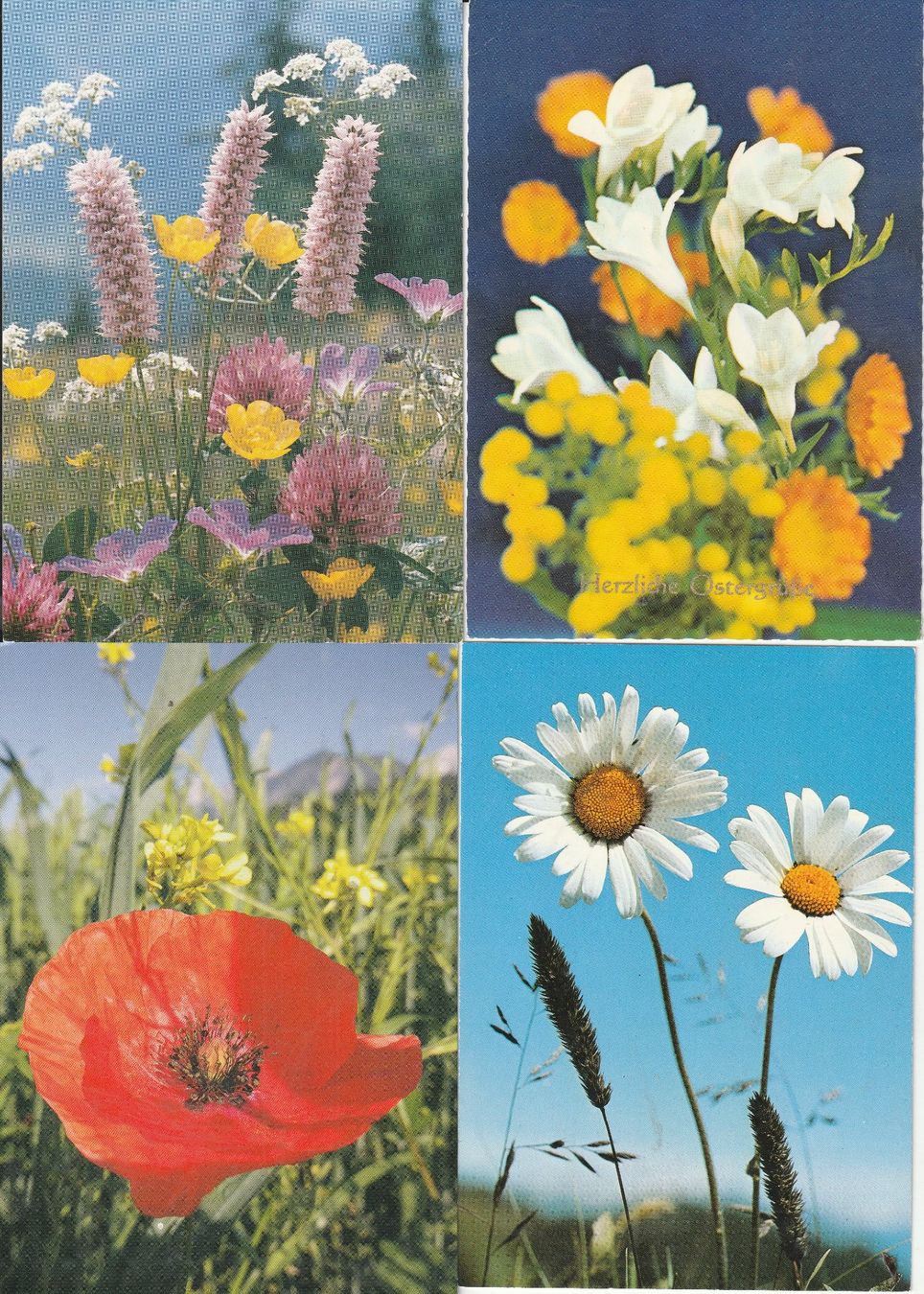Cartoline postali: 40 Blummenkarten – Usato da Lumbrein venduto da made02 9