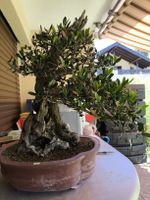 Olivo bonsai secolare, capolavoro  per il tuo giardino