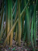 Sansevieria Stuckyi - Jungpflanzentrieb - einmalige Chance