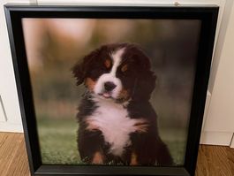 Berner Sennenhund Welpe im Rahmen, süsses Wandbild, Wimmelbi