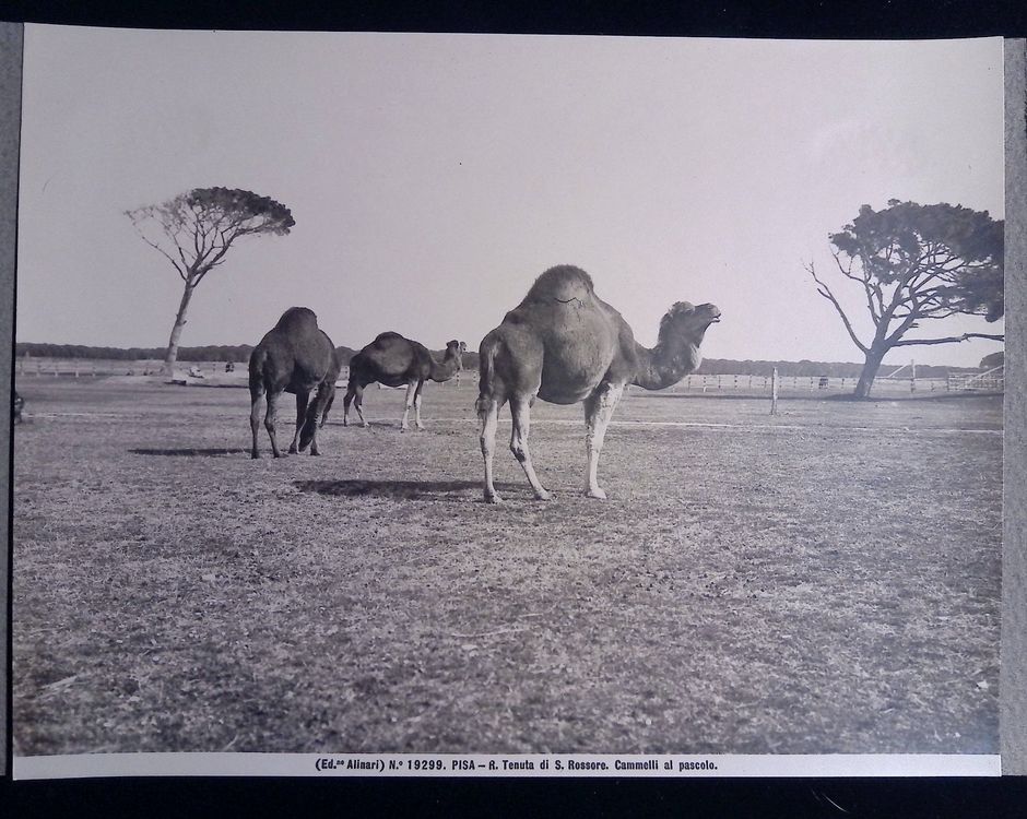 Pisa Italien um 1900 Antikes Foto Ed. Alinari Grossformat (Gebraucht ...