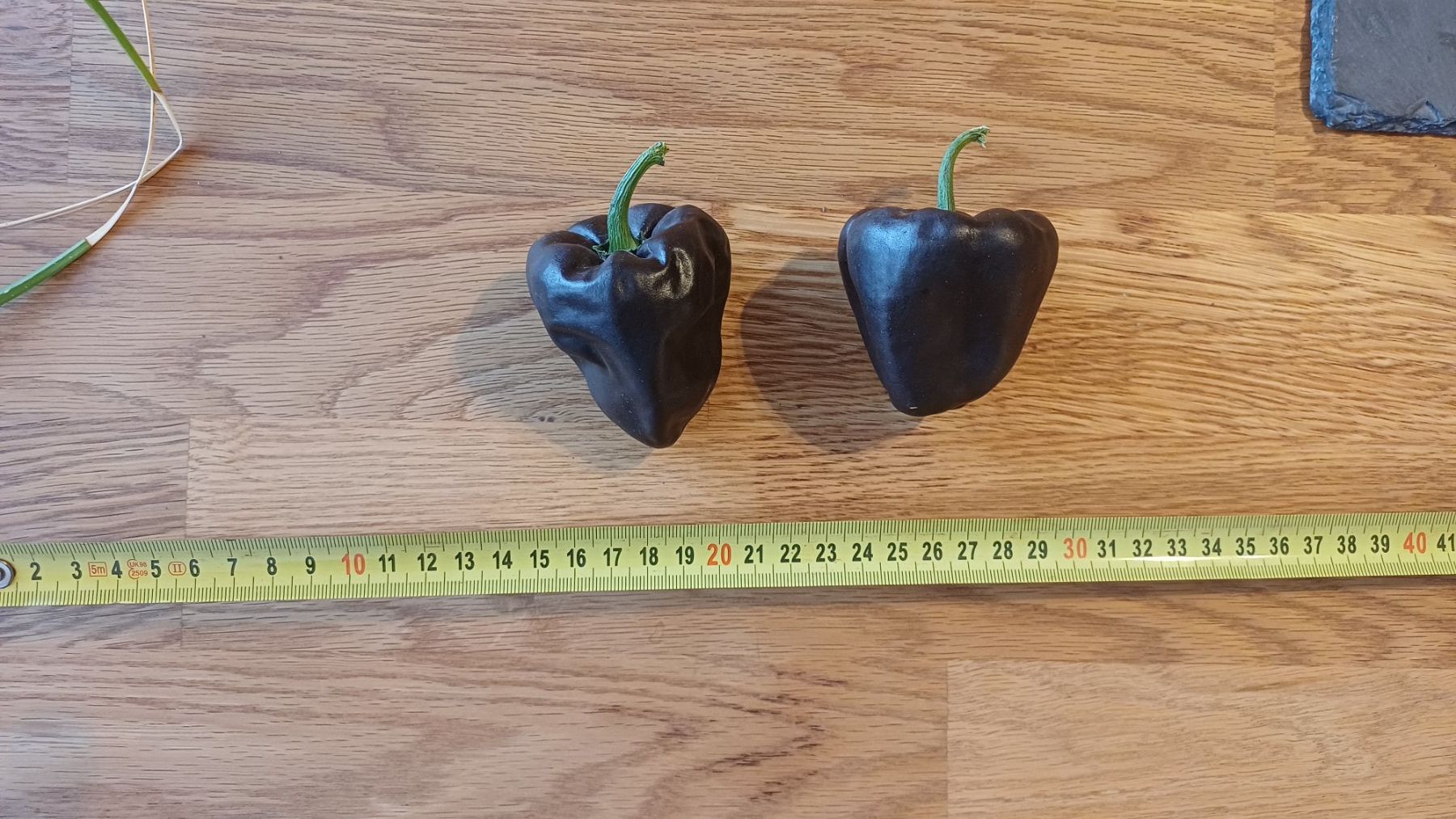 Pflanzen & Samen: Chilhuacle Negro Chilli 15 Stück – Neu (gemäss Beschreibung) aus Oberneunforn von Bumbam 1