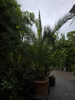 Kanarische Palme gross  (Phoenix canariensis)