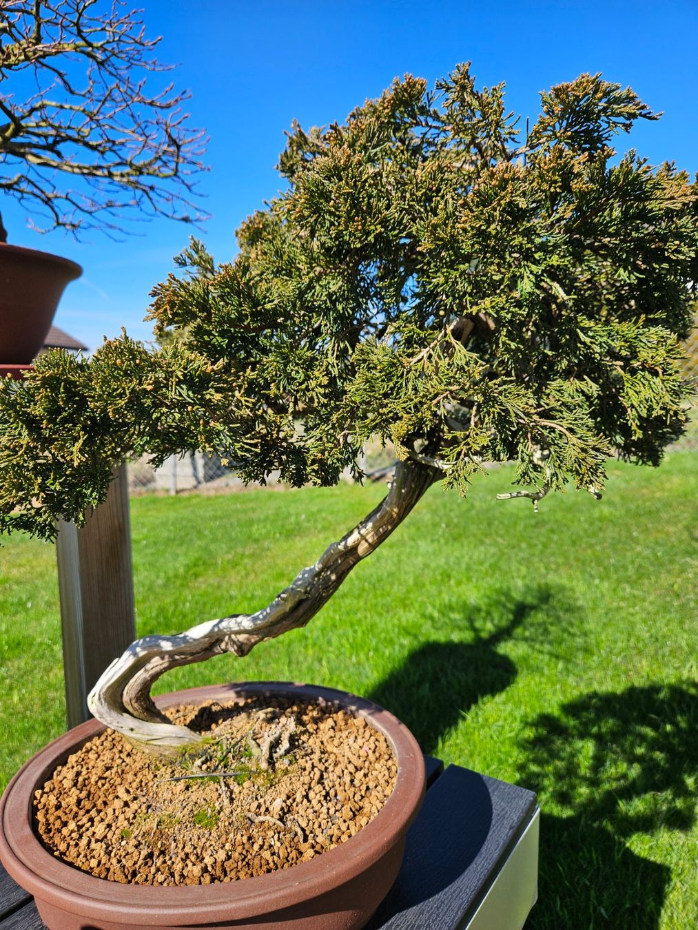 Bonsai (Gebraucht) in Rieden SG fr CHF 250  nur Abholung auf Ricardo  kaufen