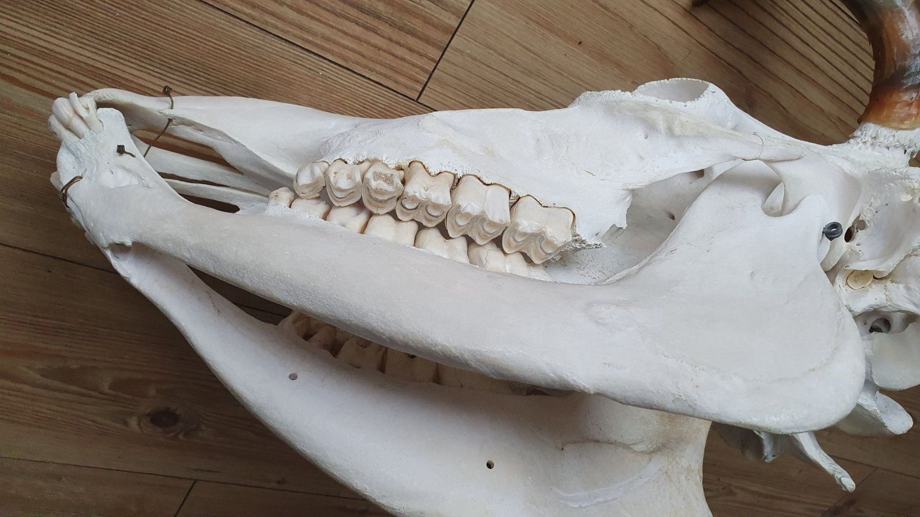Il mondo degli animali: Kuhschädel - Deko – Usato da Döttingen venduto da fonzi3 3
