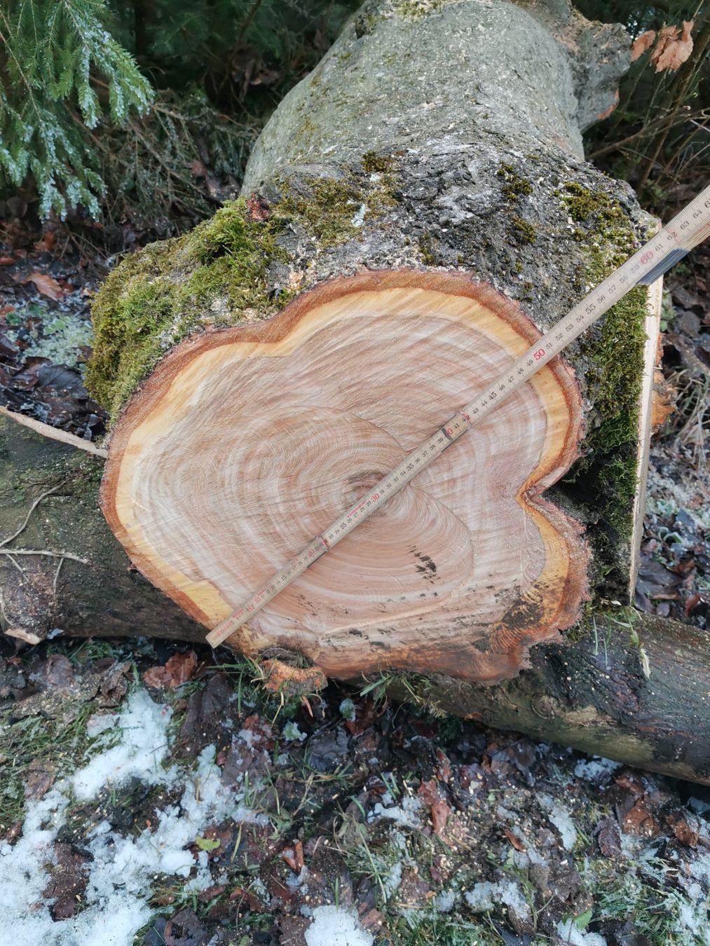 Articoli in legno: Schöner Kirschenbaumstamm Schweizerholz – Usato da Schenkon venduto da Steyr30 1