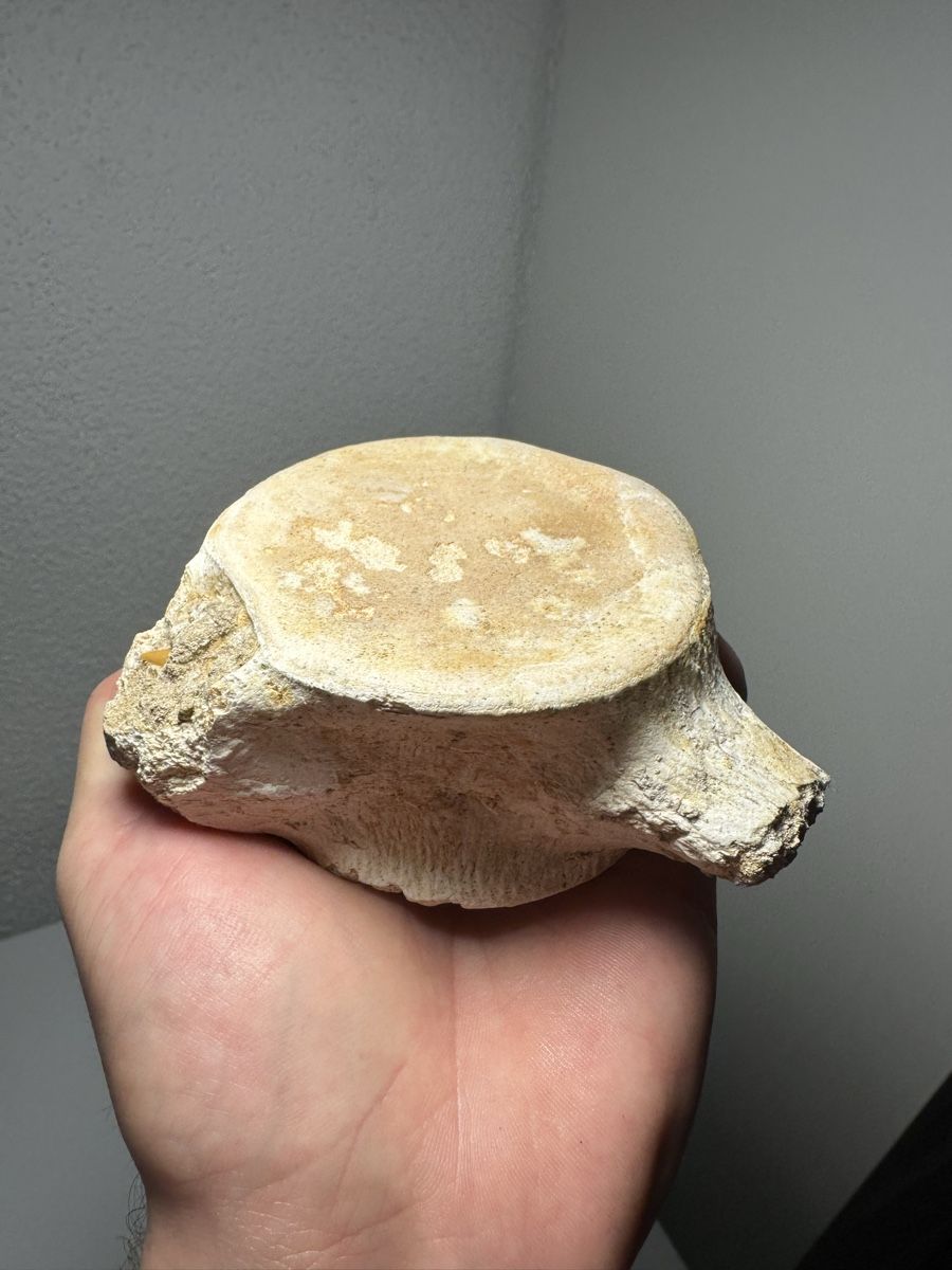 Fossili: Grosser fossiler Plesiosaurus Wirbelknochen – Usato da Lutzenberg venduto da CS65 3