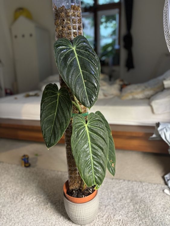 philodendron strawberry shake variegata Philodendron Strawberry Shake – GrowJungle main image 0