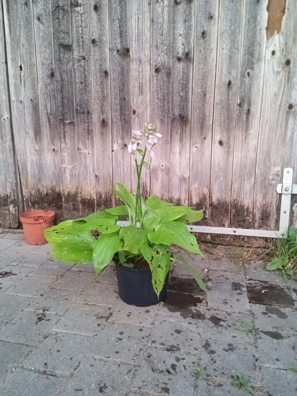 Pflanzen & Samen: Hosta – Gebraucht aus Zug von SirGoldFish 2