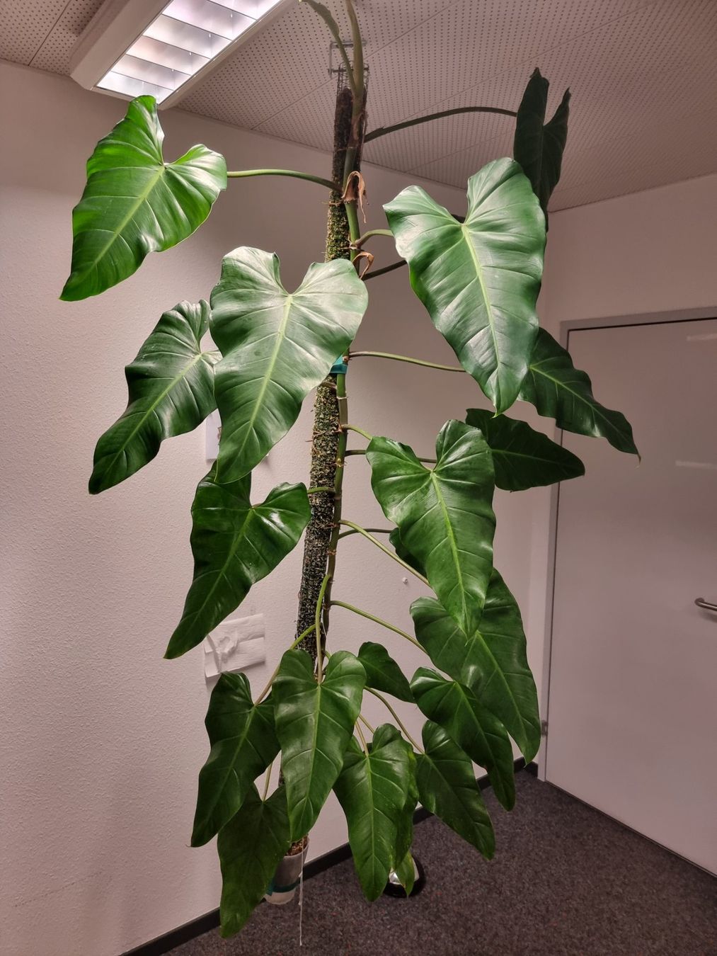 Plantes & graines: 🌿 Philodendron Domesticum – D'occasion à BERN par kre_tb2n 4