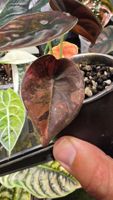Alocasia Cuprea latte peach variegata 