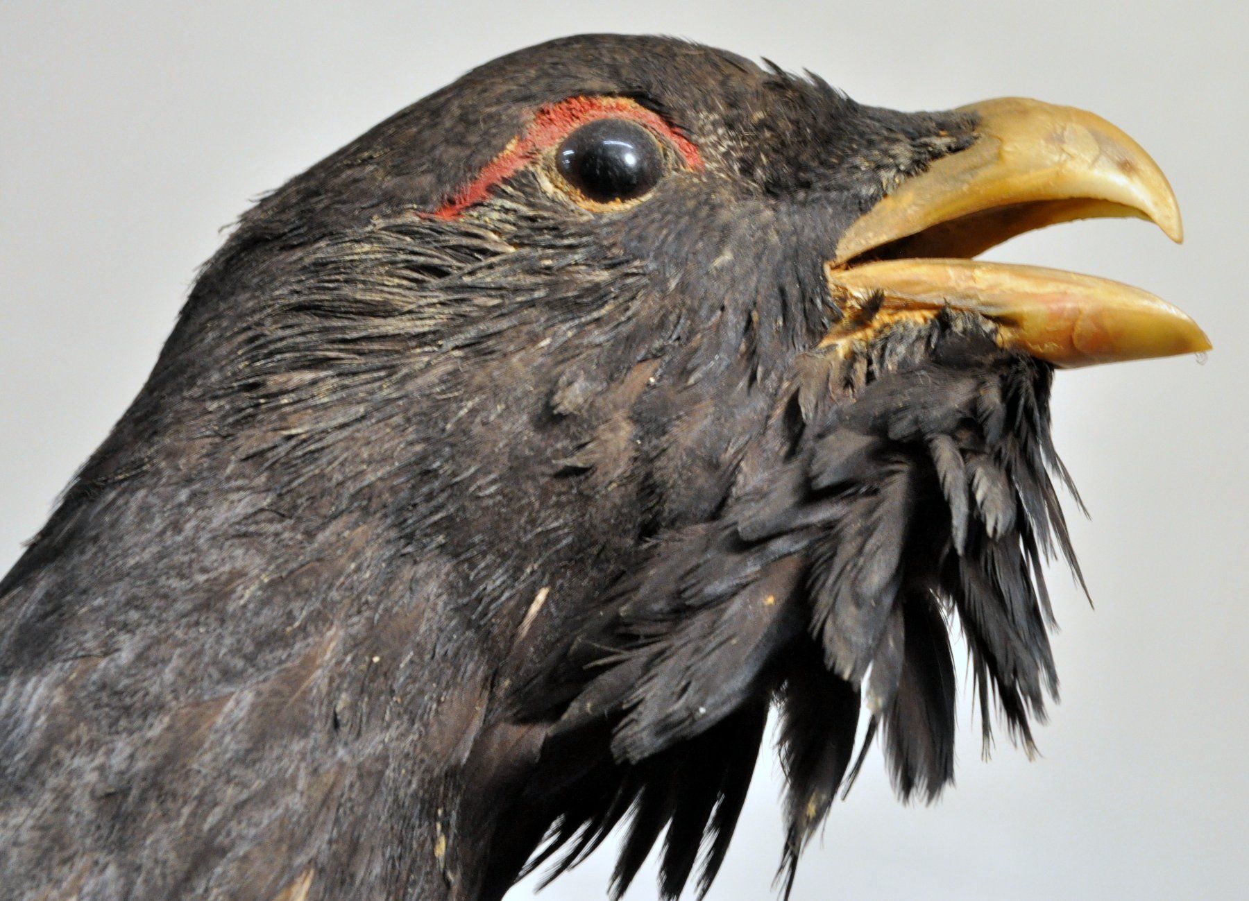 Il mondo degli animali: Grand tétras naturalisé – Usato da Neuchâtel venduto da Neuchatel 2