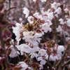 Piante & sementi: Cerisier à fleurs nain 'Kojo No Mai' – Nuovo (secondo la descrizione) da Bremblens venduto da FIBONACCI369