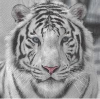 2 Servietten Tigerkopf rar
