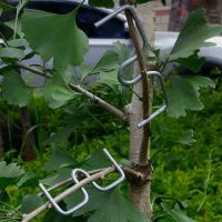 30X Astspreizer Astbieger für Bäume Bonsai Kronenformung