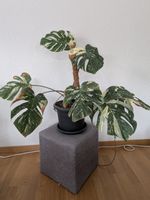 Monstera Thai Constellation sucht neues Zuhause NUR ABHOLUNG