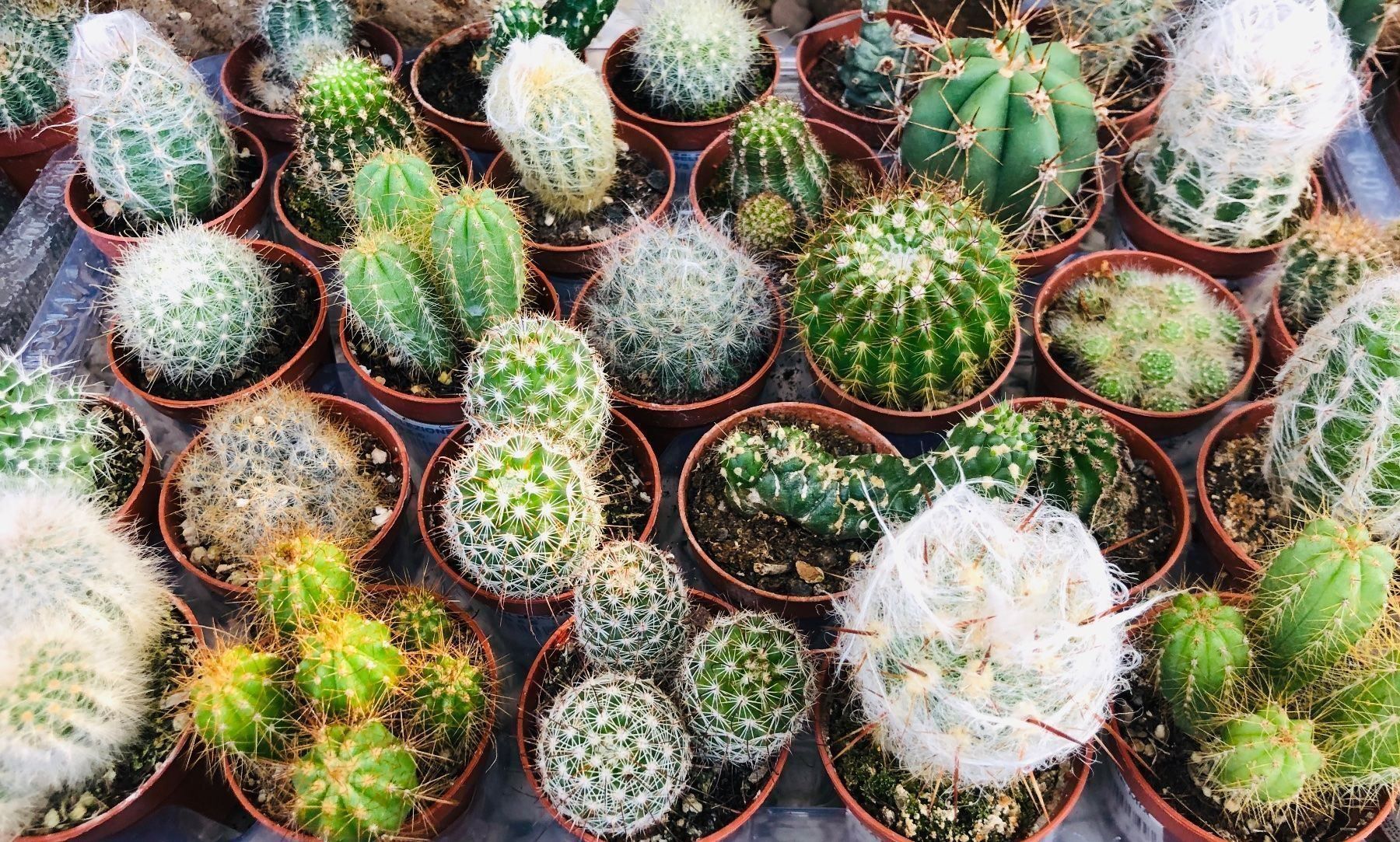 Pflanzen & Samen: 20 VERSCHIEDENE KAKTEEN COLLECTION – Neu und originalverpackt aus Rovio von POSITIFFARTandPLANTS