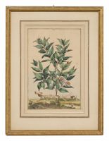 🟡 Abraham Munting 1626 - 1683 Botanic MIRTUS LAURI - FOLIA