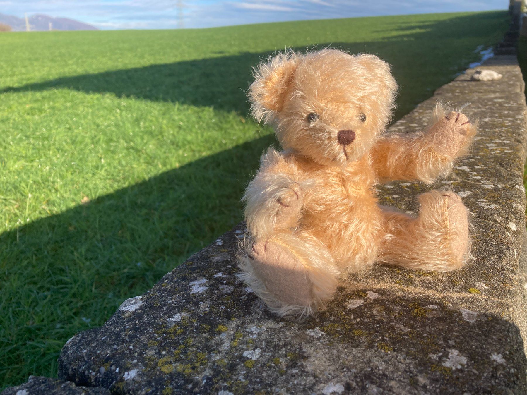 Giocattoli: Teddy Teddybär mit handgestricktem Pullover+Jupe handgenäht – Usato da Subingen venduto da Etageren 7