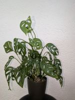 Monstera Adansonii - ✨zwei bewurzelte Ableger✨