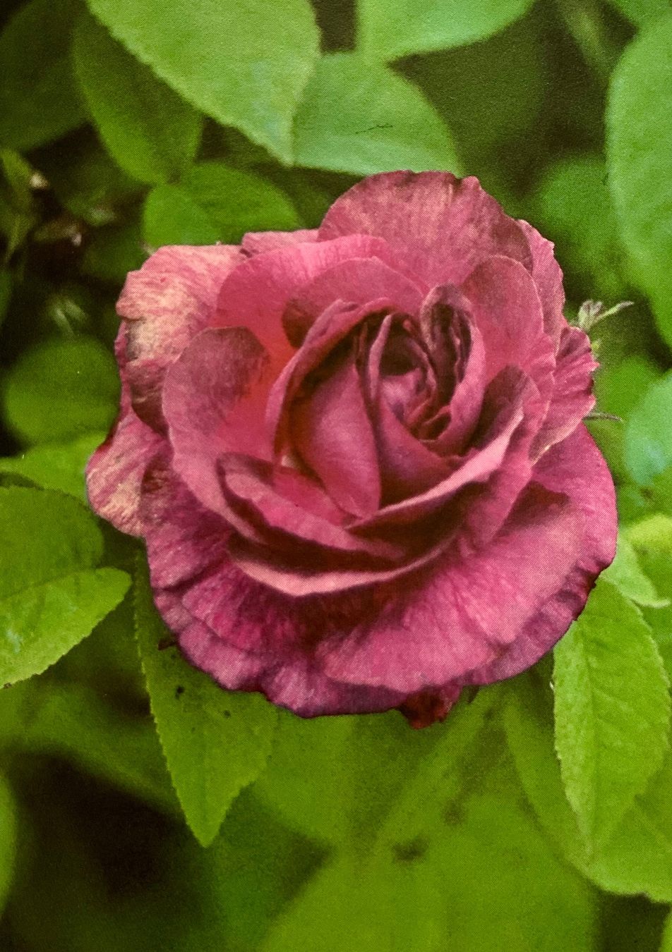 Livres: Vom Zauber der Alten Rosen – D'occasion à Nussbaumen AG par schuba2000 8