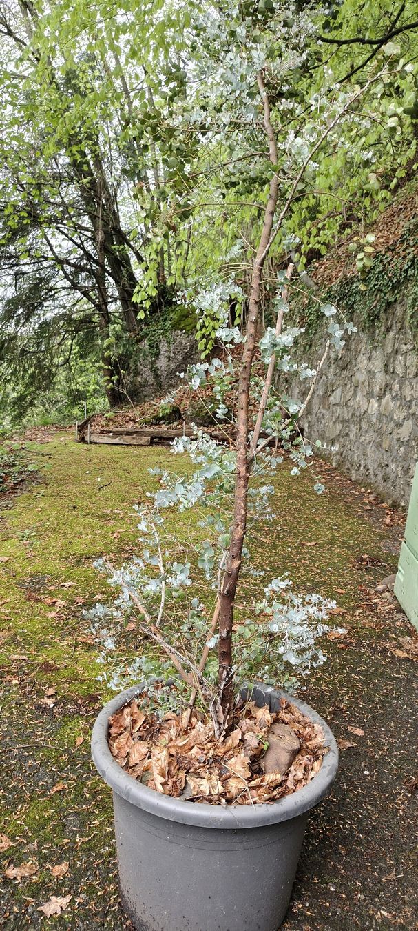 Piante & sementi: Eukalyptusbaum inkl. Plastiktopf – Usato da St.Gallenkappel venduto da lalique