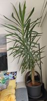 Yucca / Yukka Palme grosse Pflanze