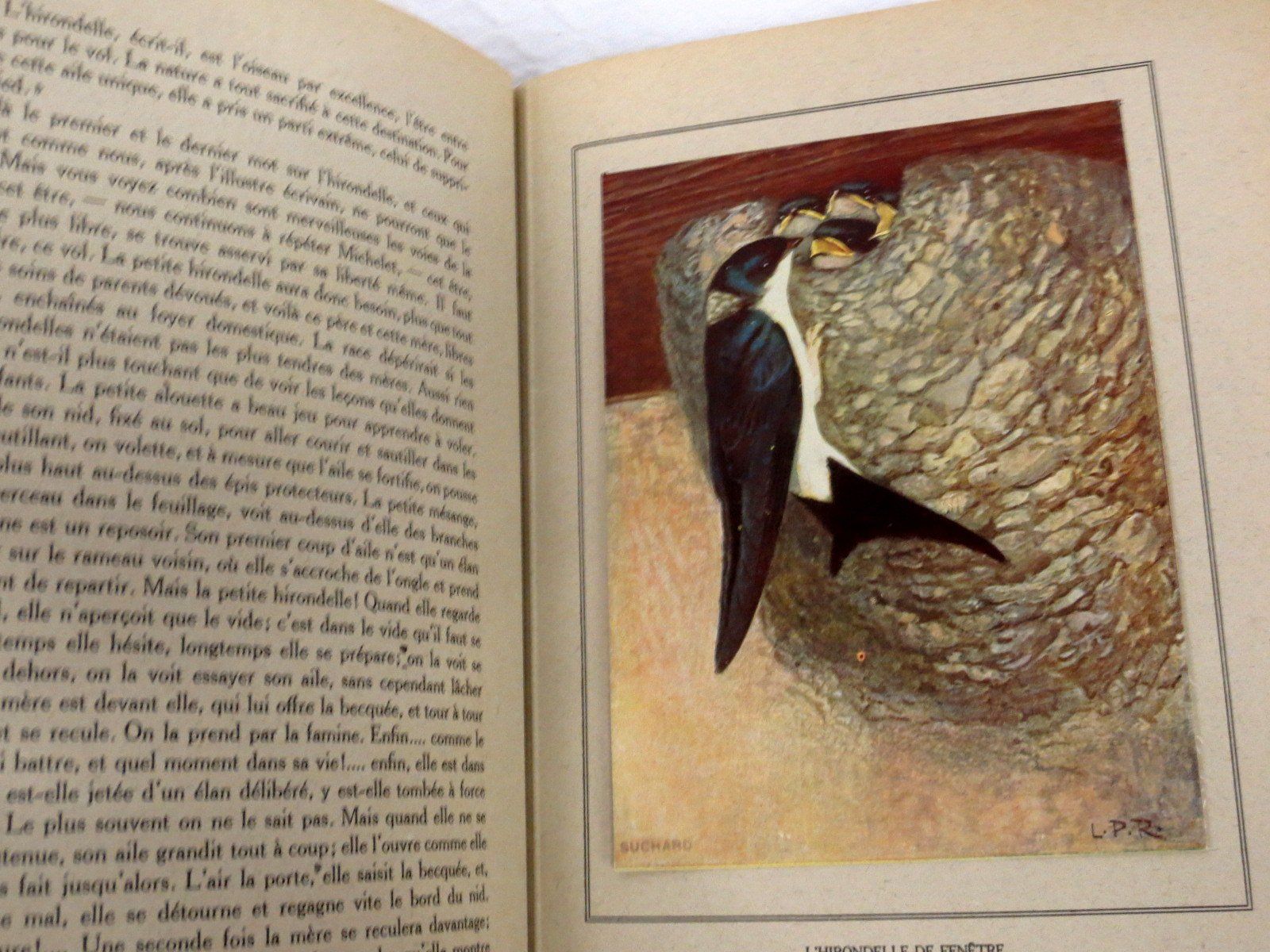 Libri: Nos oiseaux Eugène Rambert Paul Robert Livre illustré – Usato da Noville venduto da ceram 7