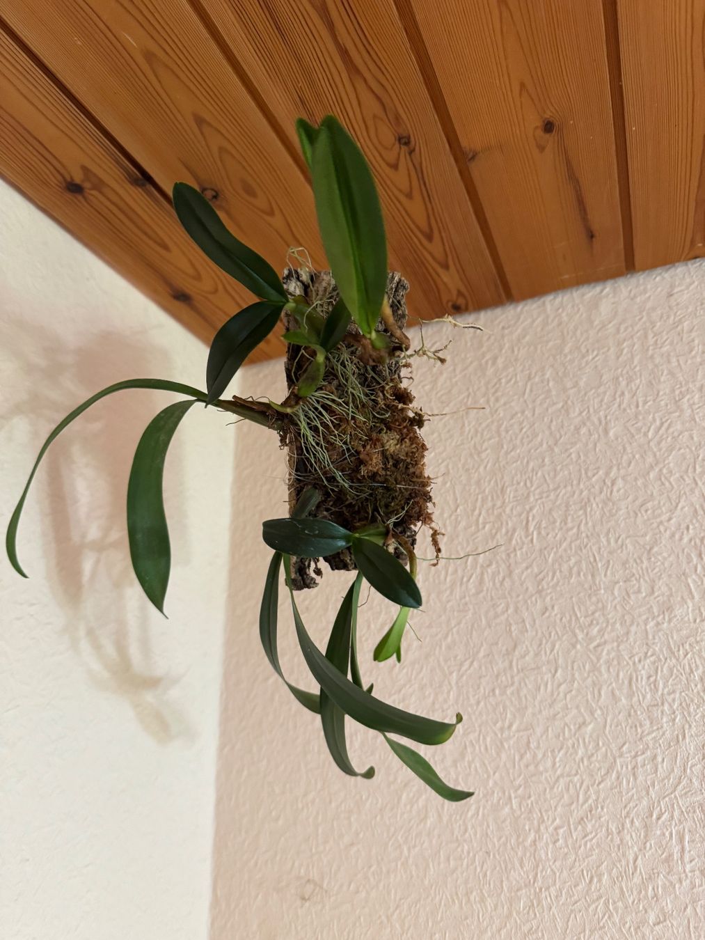 Piante & sementi: Bulbophyllum falcatum – Usato da Männedorf venduto da mrclst