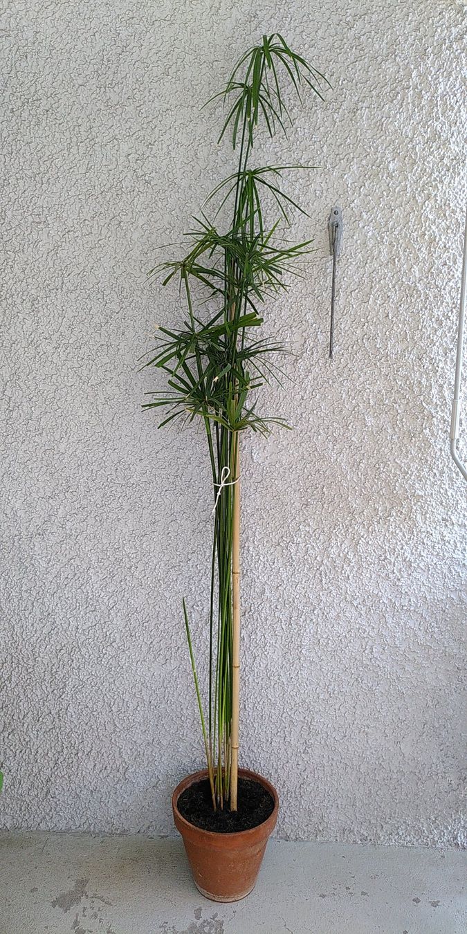 Papyrus Zimmerpflanze ca. 2 Meter hoch (Neu (gemss Beschreibung)) in  Zrich fr CHF 55  nur Abholung auf Ricardo kaufen