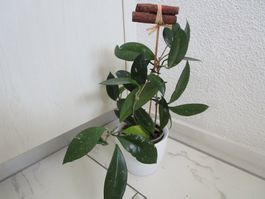Echte Pflanze (2)
